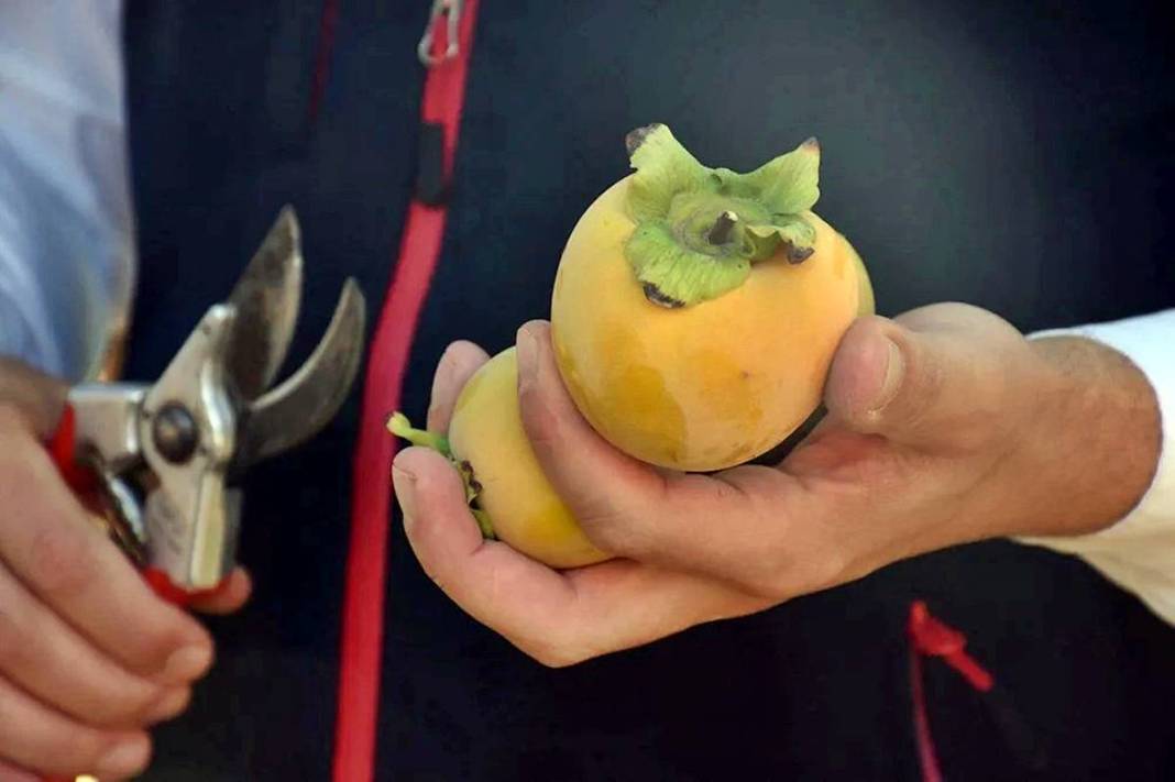 9 yıl önce bahçesine ekti: Bu yıl 100 kilogram topladı! Üreticisine adeta cenneti yaşatıyor 8